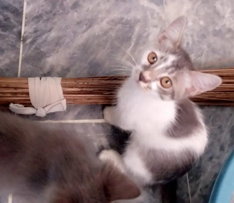 4 Persian kittens for sale — photo 3