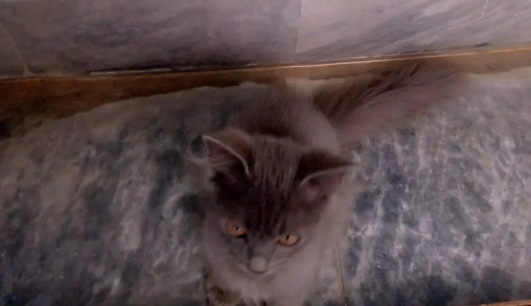 4 Persian kittens for sale — photo 4