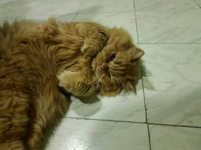 Persian Male Cat