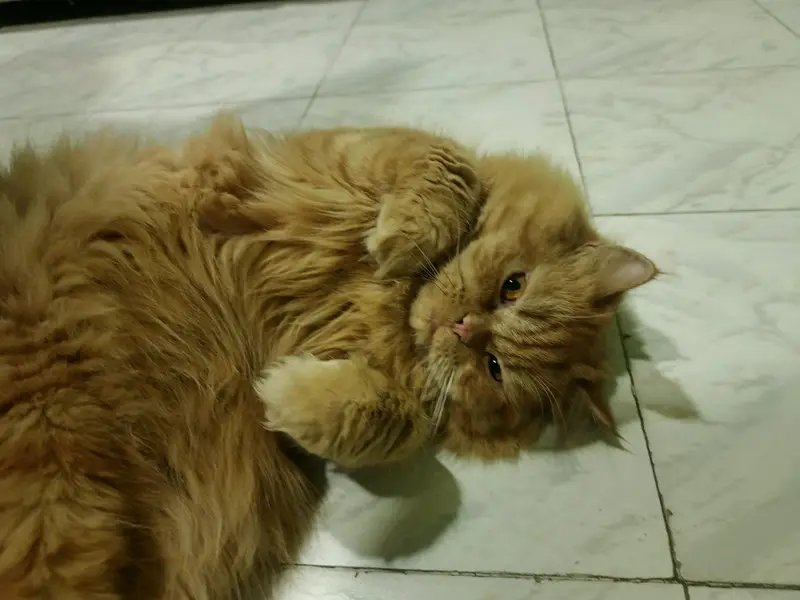Persian Male Cat — photo 2
