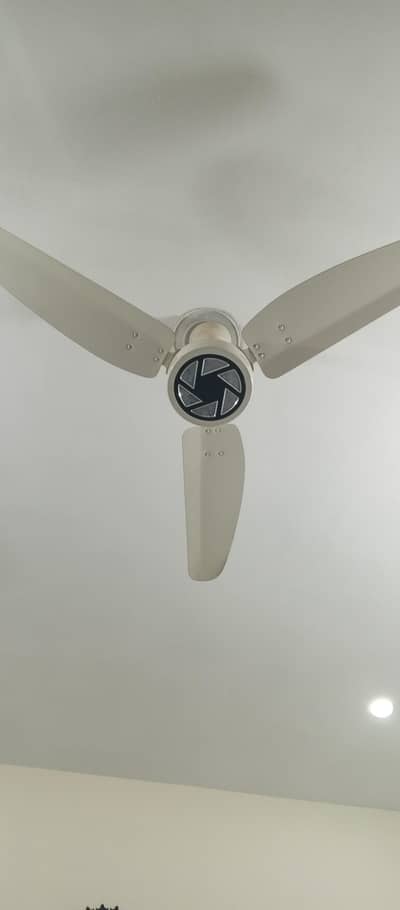 Royal fan