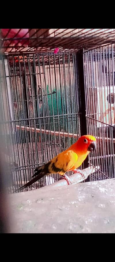 sunconor breeder male avail