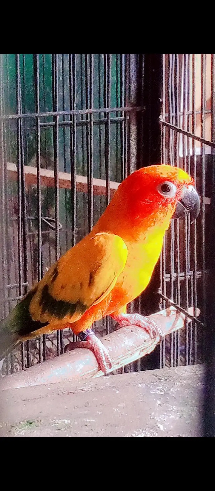 sunconor breeder male avail — photo 2