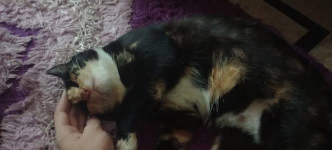 pregnant cat
