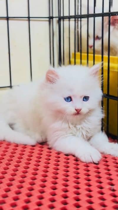 beautiful Persian female for sale