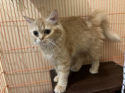 persian cat healthy active