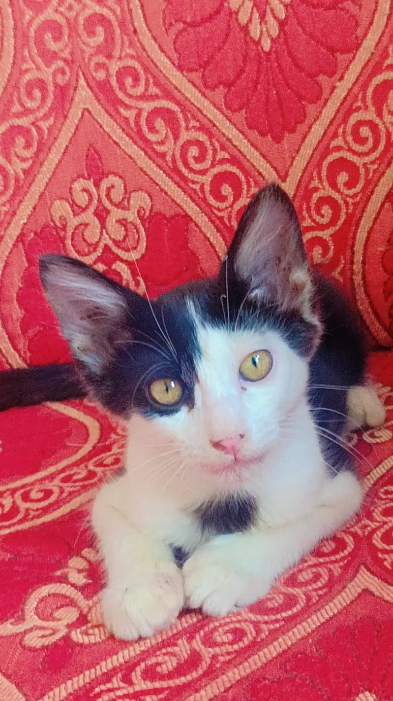 Black and White House cat — photo 2