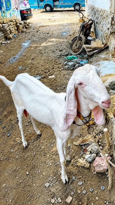 Rajan pori Bakri