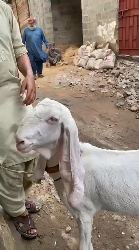 Rajan pori Bakri — photo 2