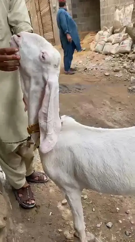 Rajan pori Bakri — photo 3