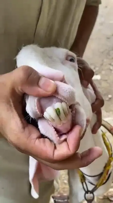 Rajan pori Bakri — photo 4