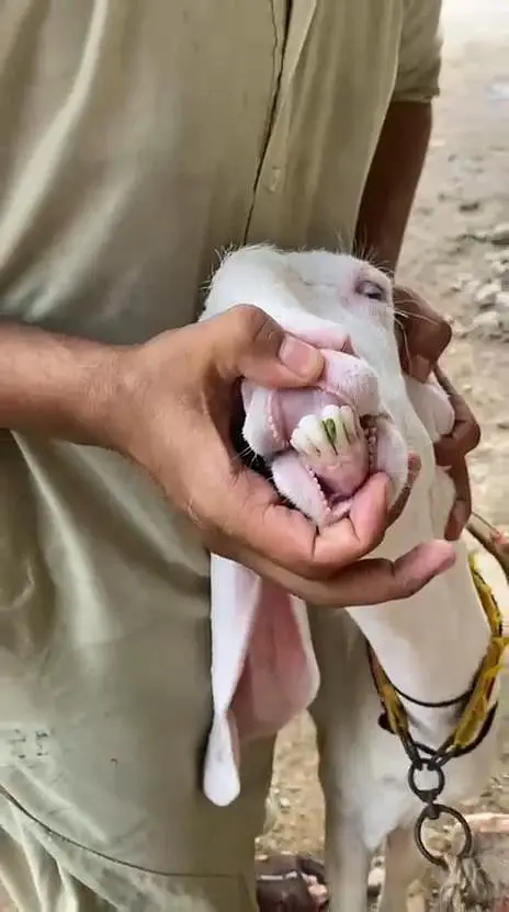Rajan pori Bakri — photo 5