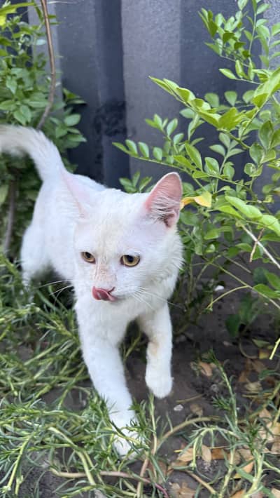 Persian male