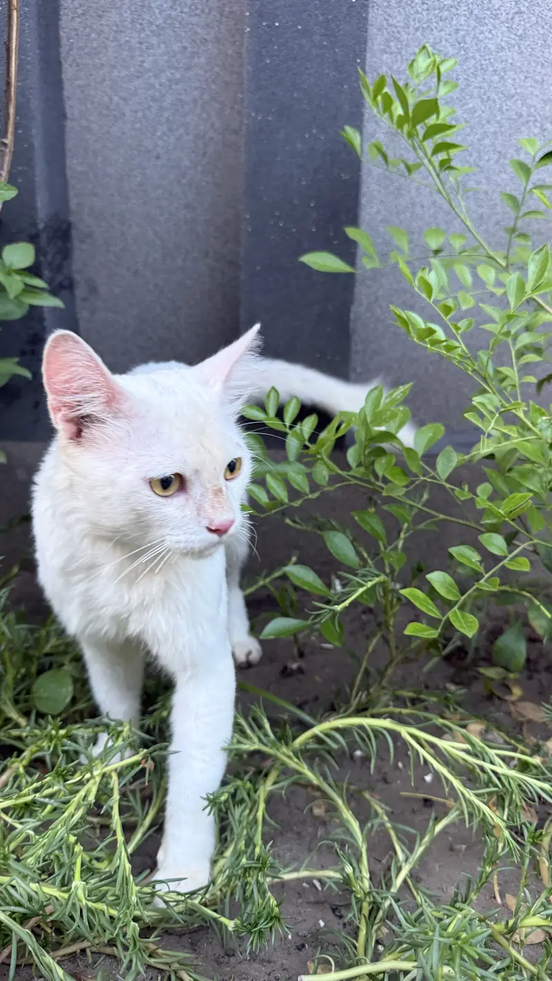 Persian male — photo 3