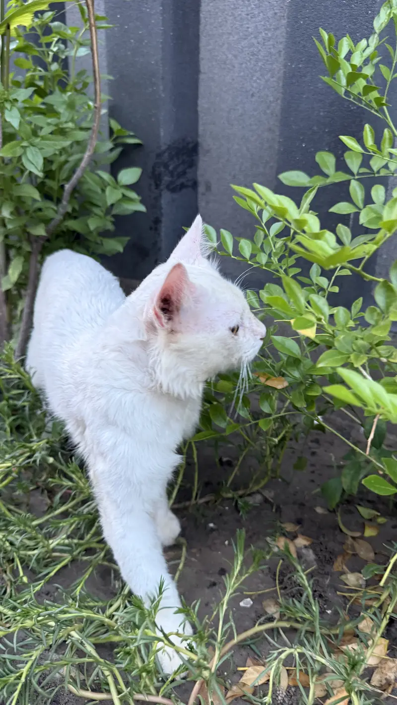 Persian male — photo 4