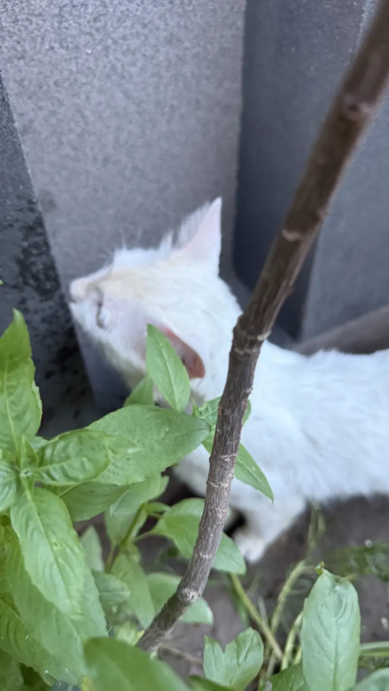 Persian male — photo 5
