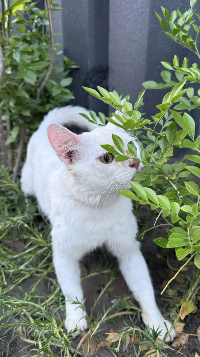 Persian male — photo 6