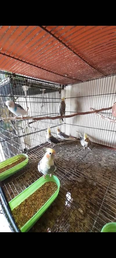 Cockatiel Parrot