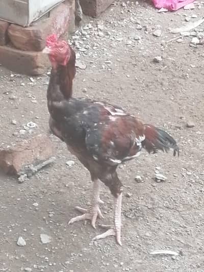 aseel patha for sale