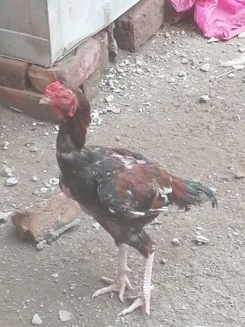 aseel patha for sale — photo 2