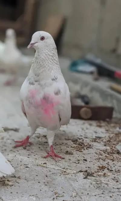 Patti wle Pigeons