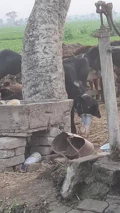 rider for milk delivery