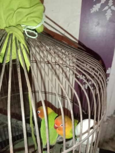 Lovebird/white/mixture of colours parrot for sale