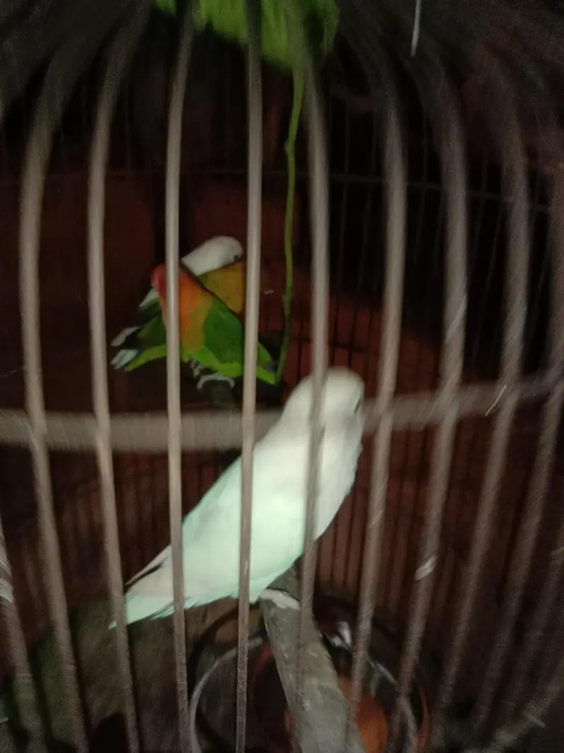 Lovebird/white/mixture of colours parrot for sale — photo 2