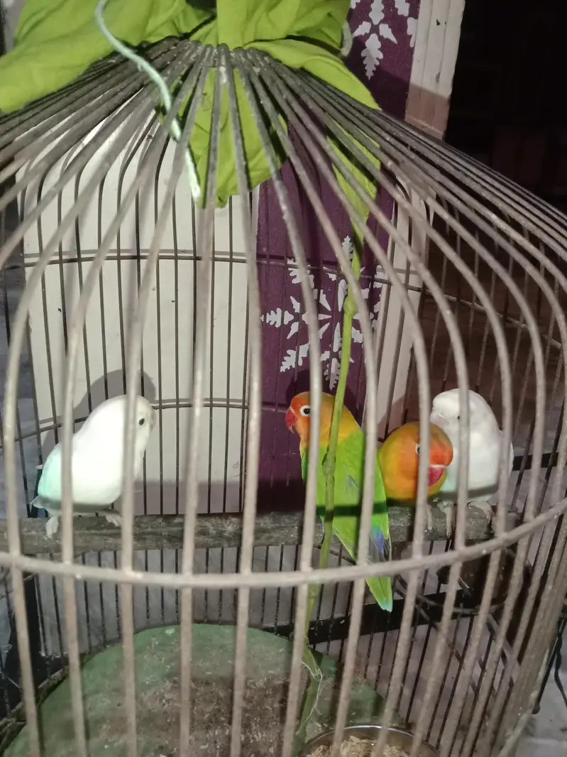 Lovebird/white/mixture of colours parrot for sale — photo 3