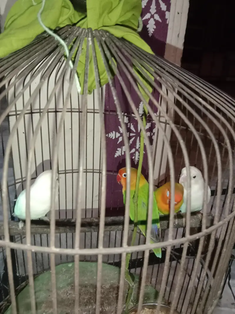 Lovebird/white/mixture of colours parrot for sale — photo 4