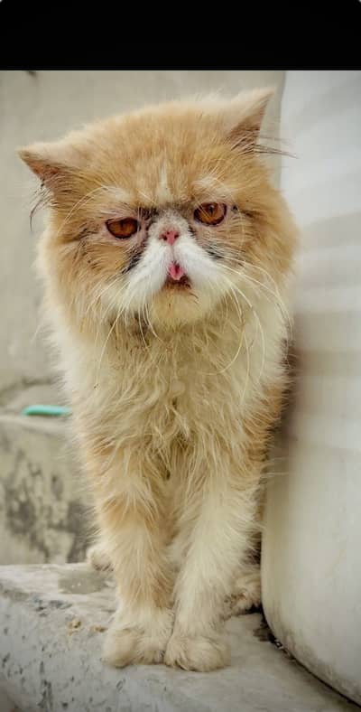 Piki face adult male for sale