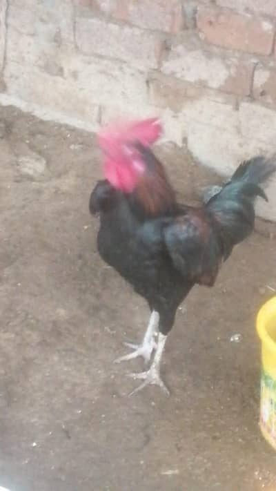 desi or aseel cross murghay
