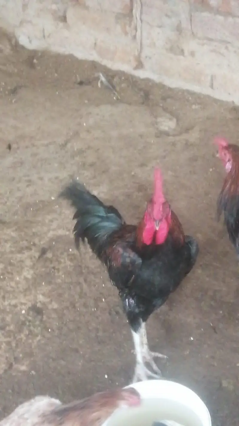 desi or aseel cross murghay — photo 2