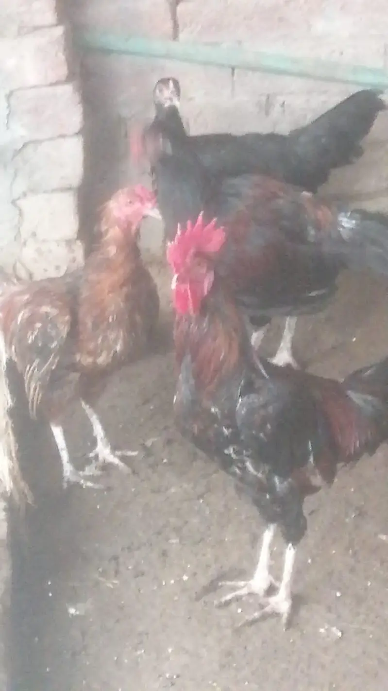 desi or aseel cross murghay — photo 3