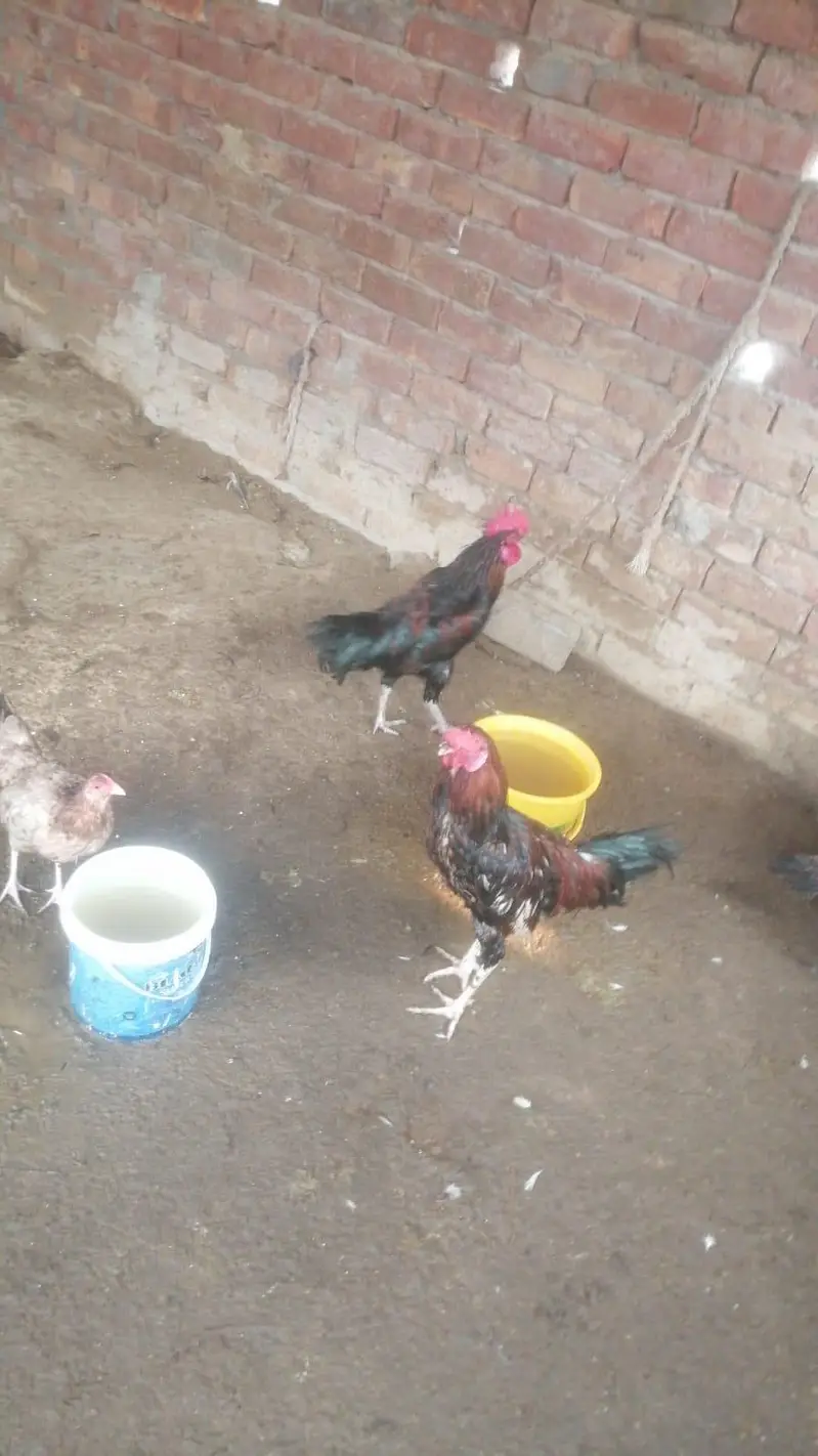 desi or aseel cross murghay — photo 6