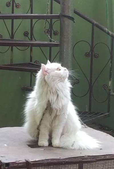 cat for sale