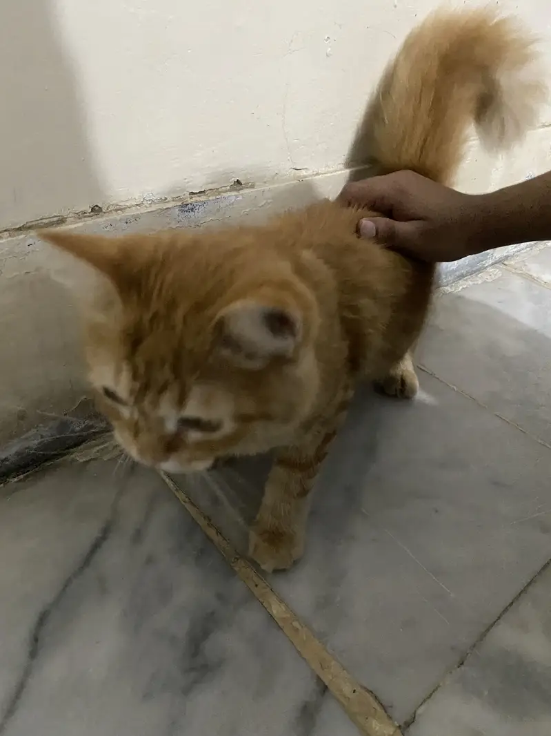 Kitten for Sale — photo 2