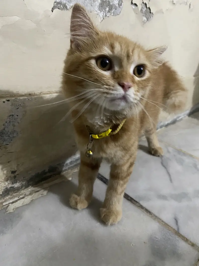 Kitten for Sale — photo 3