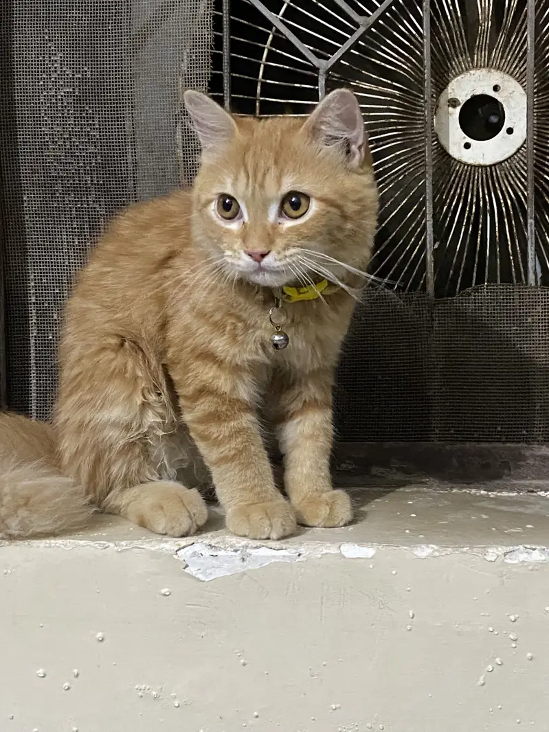 Kitten for Sale — photo 4