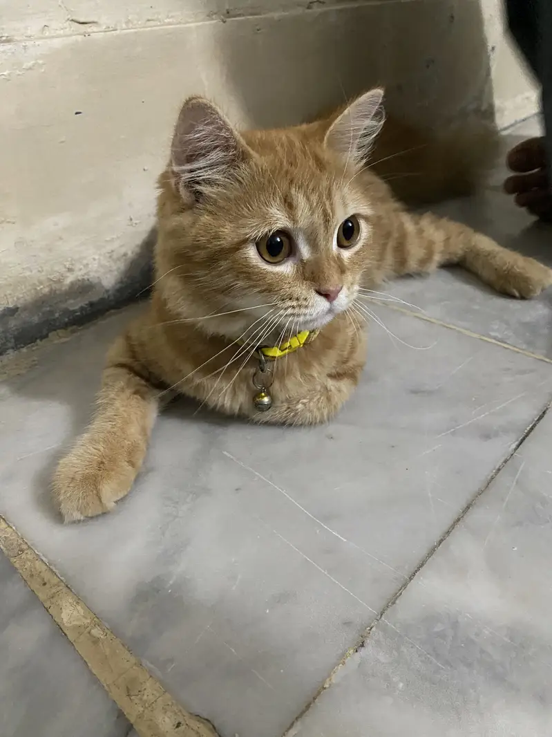 Kitten for Sale — photo 5