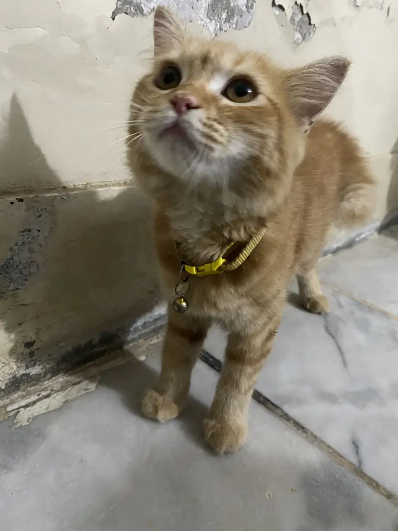 Kitten for Sale — photo 6