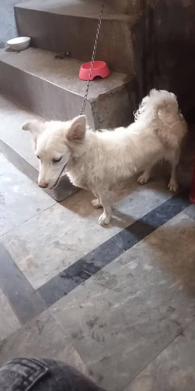 Russian dog female 8 month Lahore shalamar