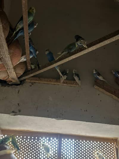 Astilian bird 6 pairs 6 childrens