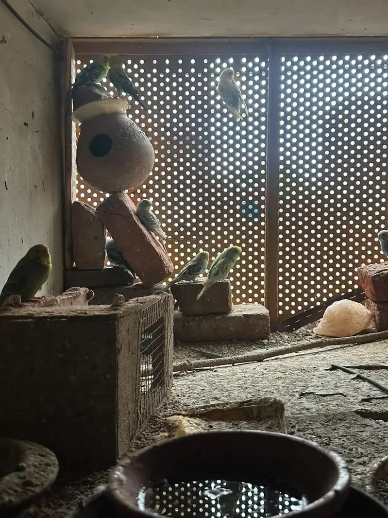 Astilian bird 6 pairs 6 childrens — photo 4