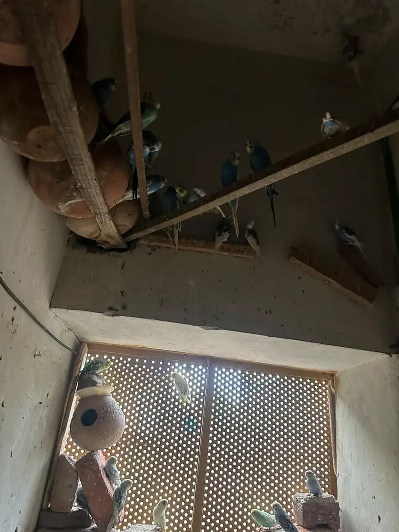 Astilian bird 6 pairs 6 childrens — photo 6