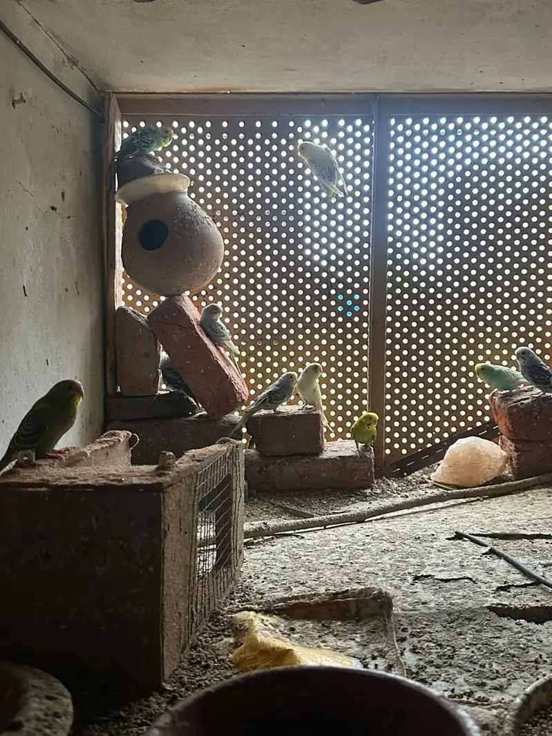 Astilian bird 6 pairs 6 childrens — photo 7