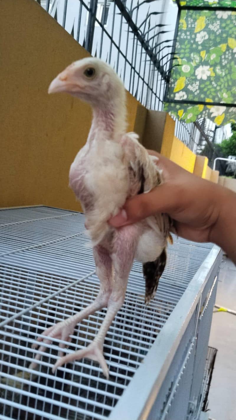 full High Quality java female---03034859809 2