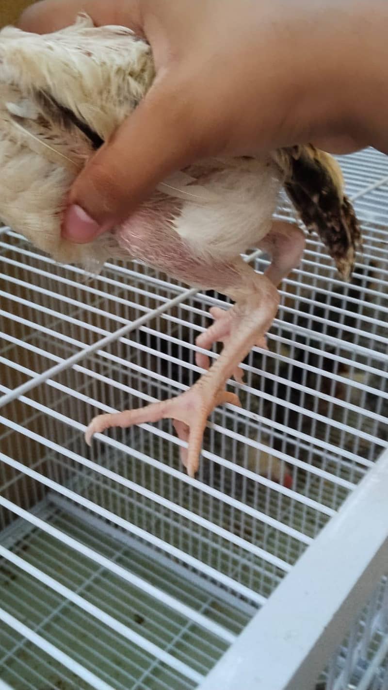 full High Quality java female---03034859809 3