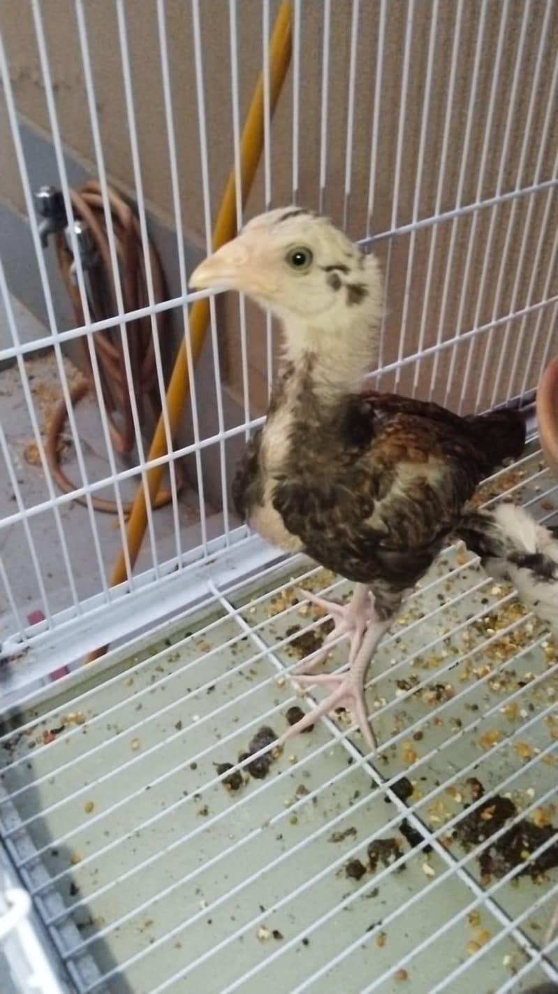 full High Quality java female---03034859809 4