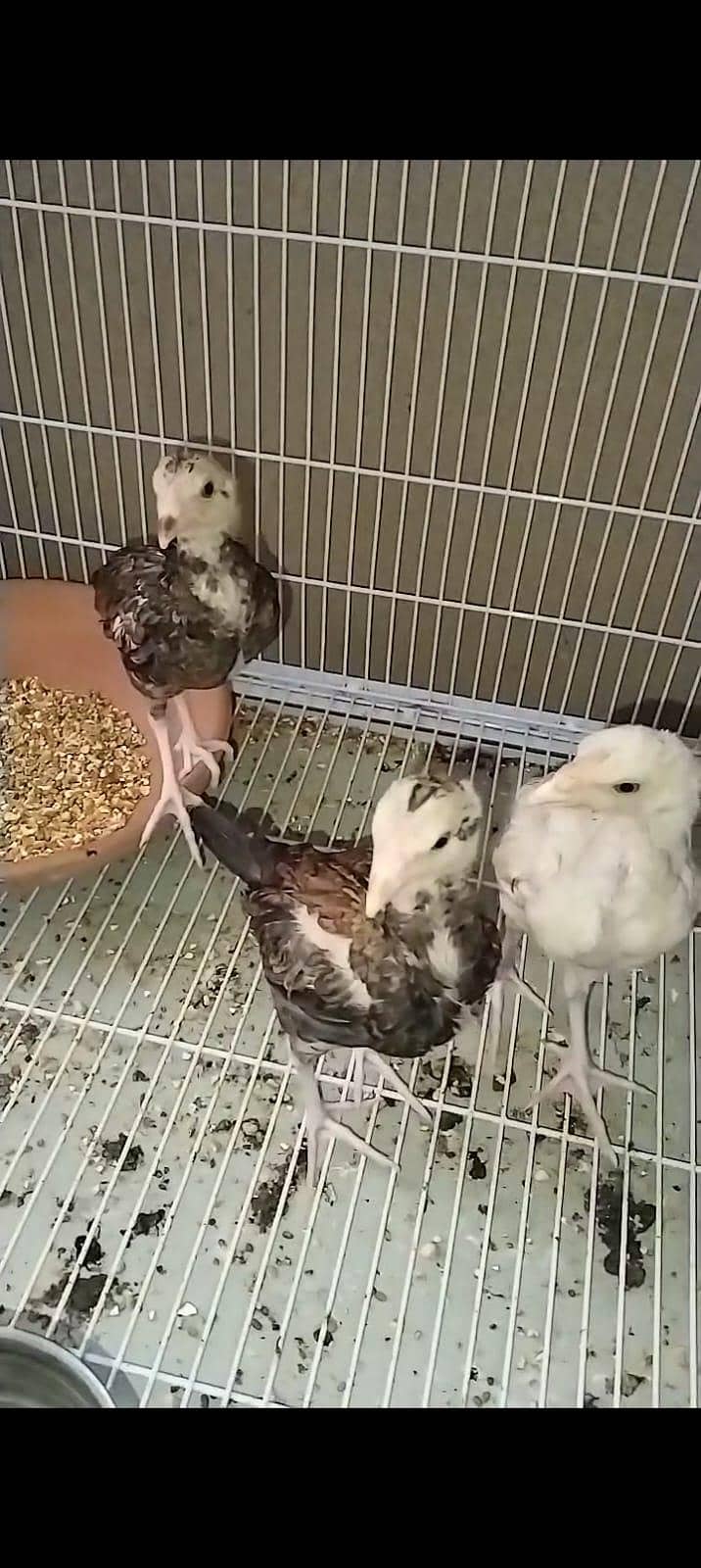 full High Quality java female---03034859809 5